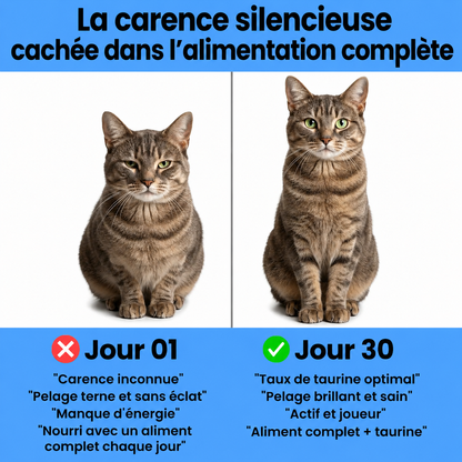 NutriChat | Supplément de Taurine